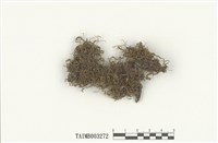 藏品(羊角苔屬)的圖片